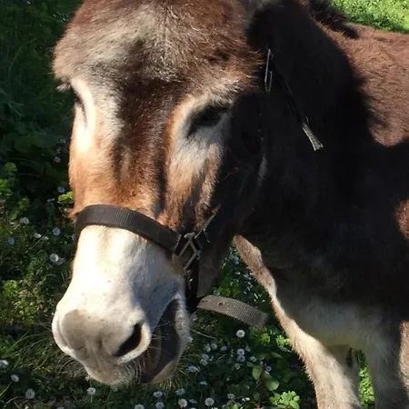 Casa Mulinchese Entre Et Montagne アパート Volpajola