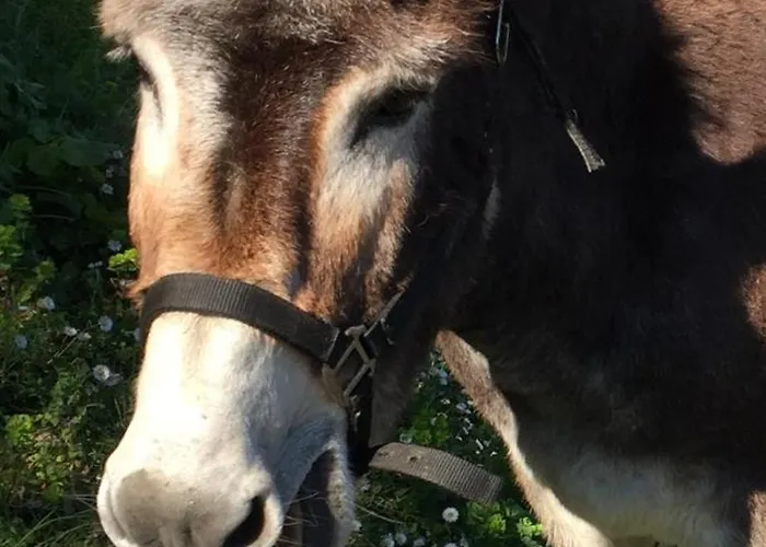 Casa Mulinchese Entre Et Montagne Apartmán Volpajola